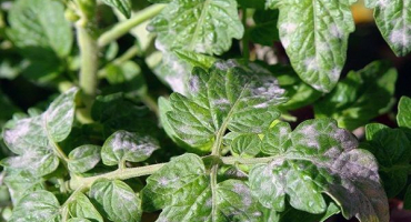 Čím lépe ošetřit rajčata z padlí